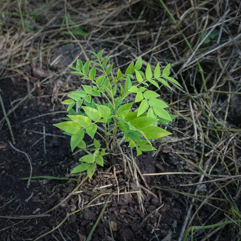 Grüner Baumsetzling mit frischen Blättern von oben betrachtet. 