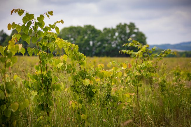 Mehrere junge Bäume ragen mit frischem Grün in das Bild