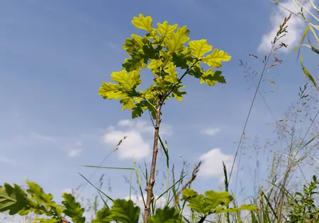 Ein Baumsetzling ragt vom unteren Bildrand nach oben.