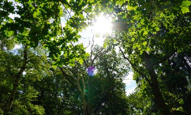 Sonnenlicht fällt durch grünes Blätterdach im Wald