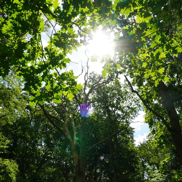 Sonnenlicht fällt durch grünes Blätterdach im Wald