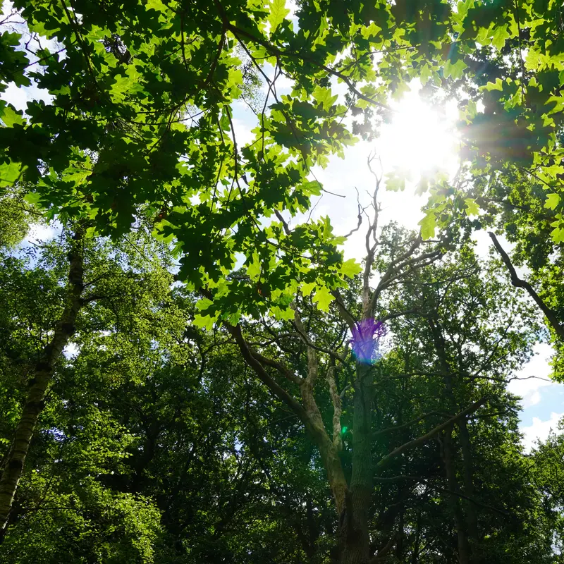 Sonnenlicht fällt durch grünes Blätterdach im Wald