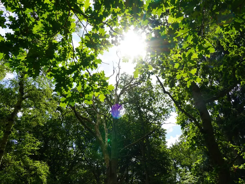 Wald schützen im Klimawandel – naturnaher Mischwald als Lebensraum und CO₂-Speicher