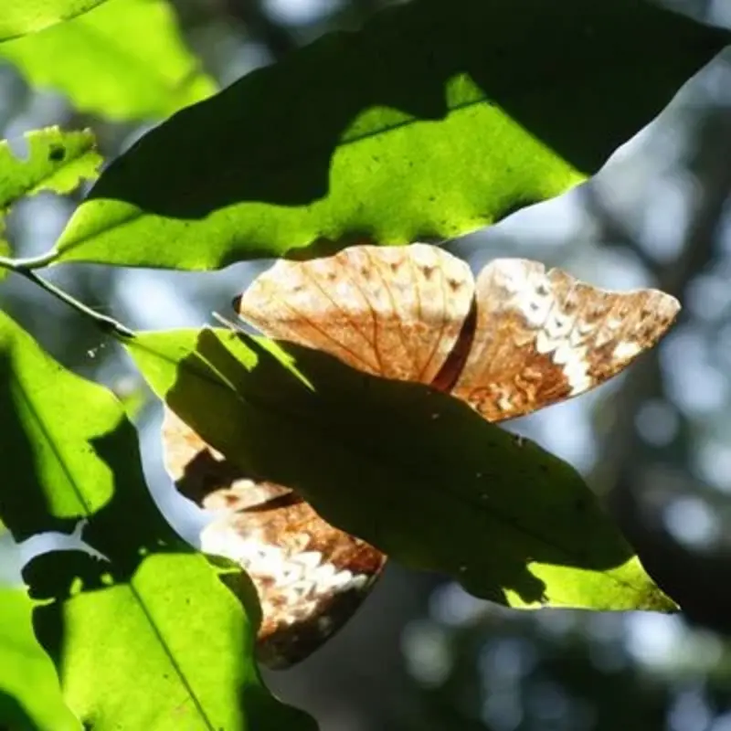 Ein hellbraun gemusterter Schmetterling sitzt auf einem Blatt.