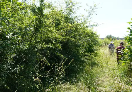 Zwei Personen gehen über eine Wiese mit hohen Büschen und jungen Bäumen