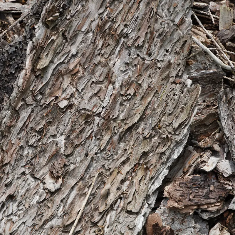 Von Borkenkäfern befallene Baumrinde liegt auf dem Waldboden
