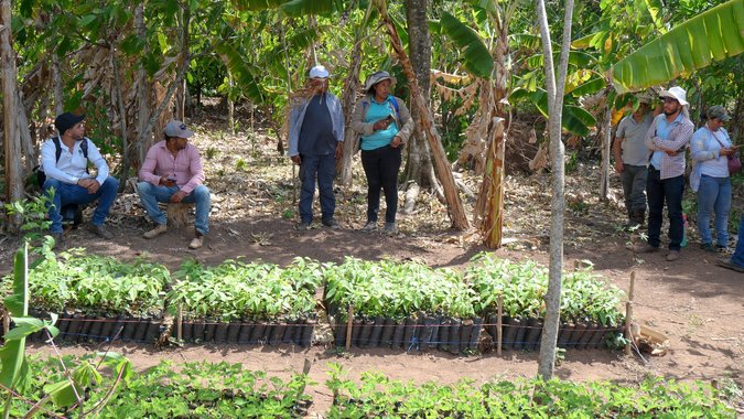 Baumschule mit vielen Setzlingen, Personengruppe im Hintergrund.