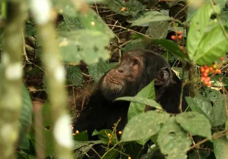 Ein Schimpanse sitzt im Kibale-Nationalpark in Uganda.