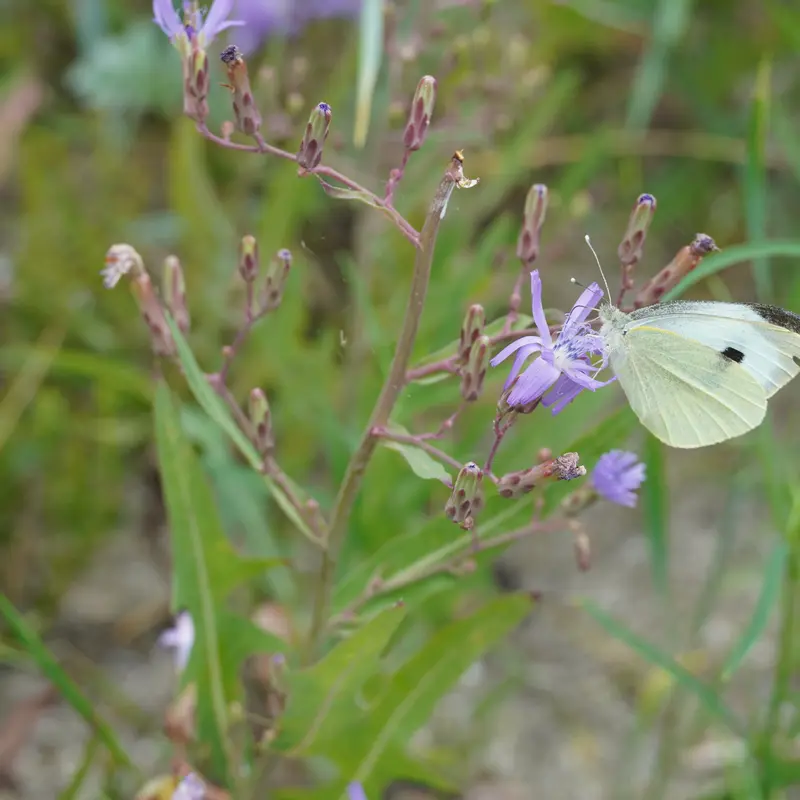 Kleiner weißer Falter mit schwarzem Punkt auf lila Blüte.