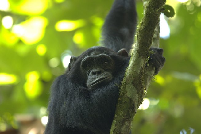 Ein Schimpanse liegt entspannt auf einem Baum im Wald.