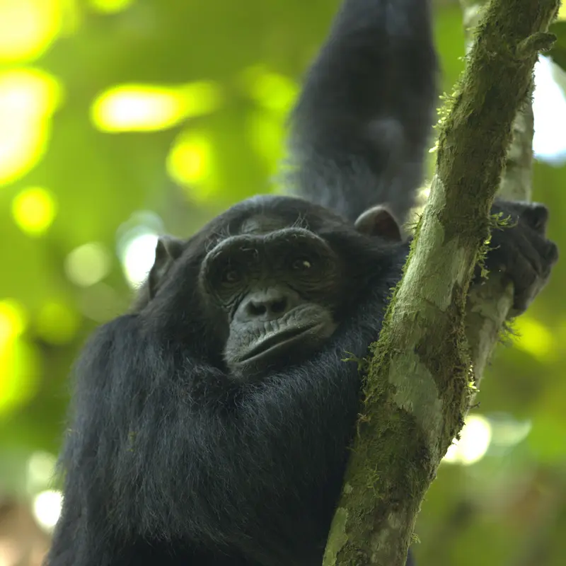 Ein Schimpanse liegt entspannt auf einem Baum im Wald.
