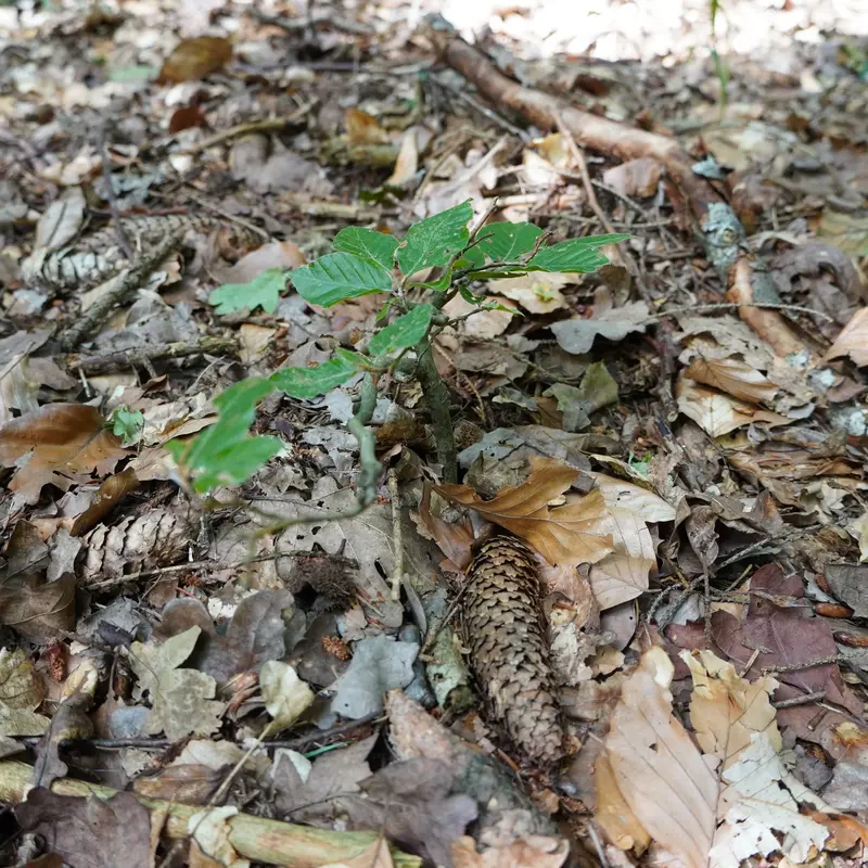 Aus braunem Waldboden wächst ein kleines grünes Bäumchen.