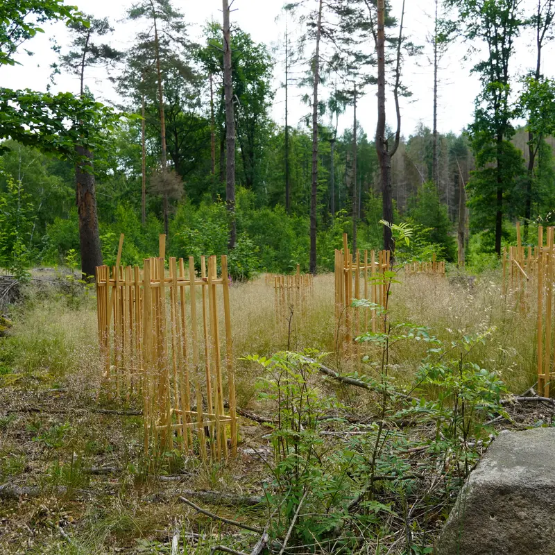 Einzelne umzäunte Baumsetzlinge stehen in einem Wald.