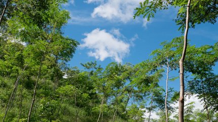 Wald