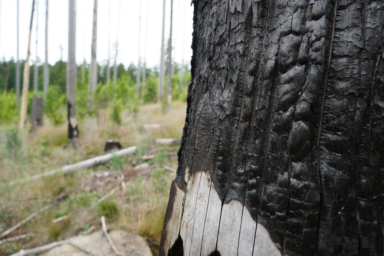 Nahaufnahme eines durch Waldbrand verkohlten Baumstamms