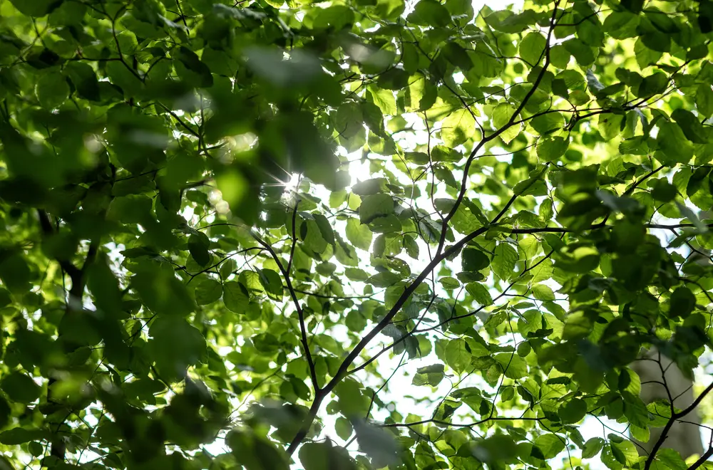 Durch das Blätterdach eines Baumes scheint weiches Sonnenlicht