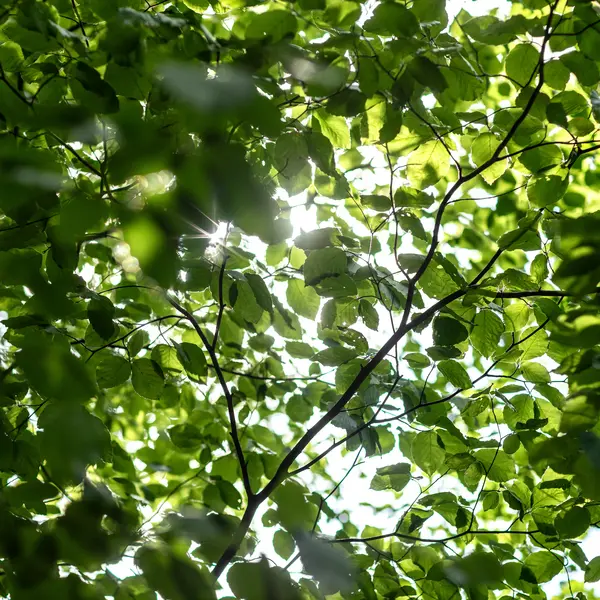 Durch das Blätterdach eines Baumes scheint weiches Sonnenlicht
