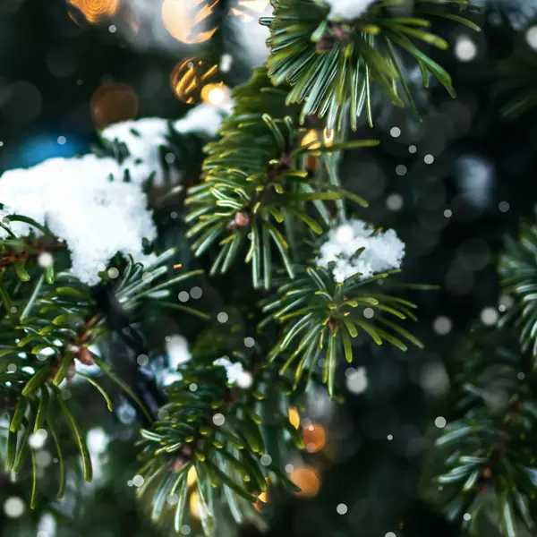 Schneebedeckter Weihnachtsbaum.