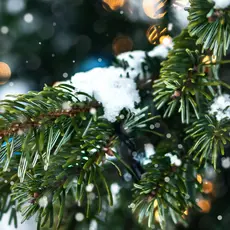 Schneebedeckter Weihnachtsbaum.