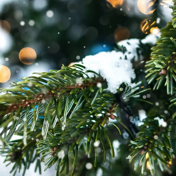 Schneebedeckter Weihnachtsbaum.