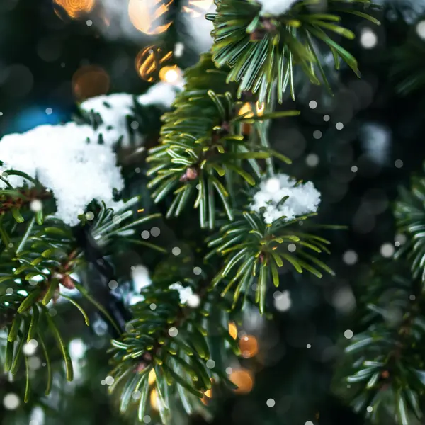 Schneebedeckter Weihnachtsbaum.