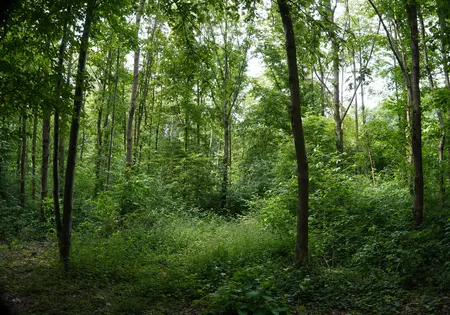 Ein Wald 25 Jahre nach der Pflanzung mit hohen Bäumen