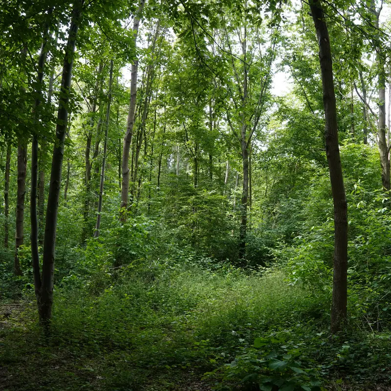 Ein Wald 25 Jahre nach der Pflanzung mit hohen Bäumen