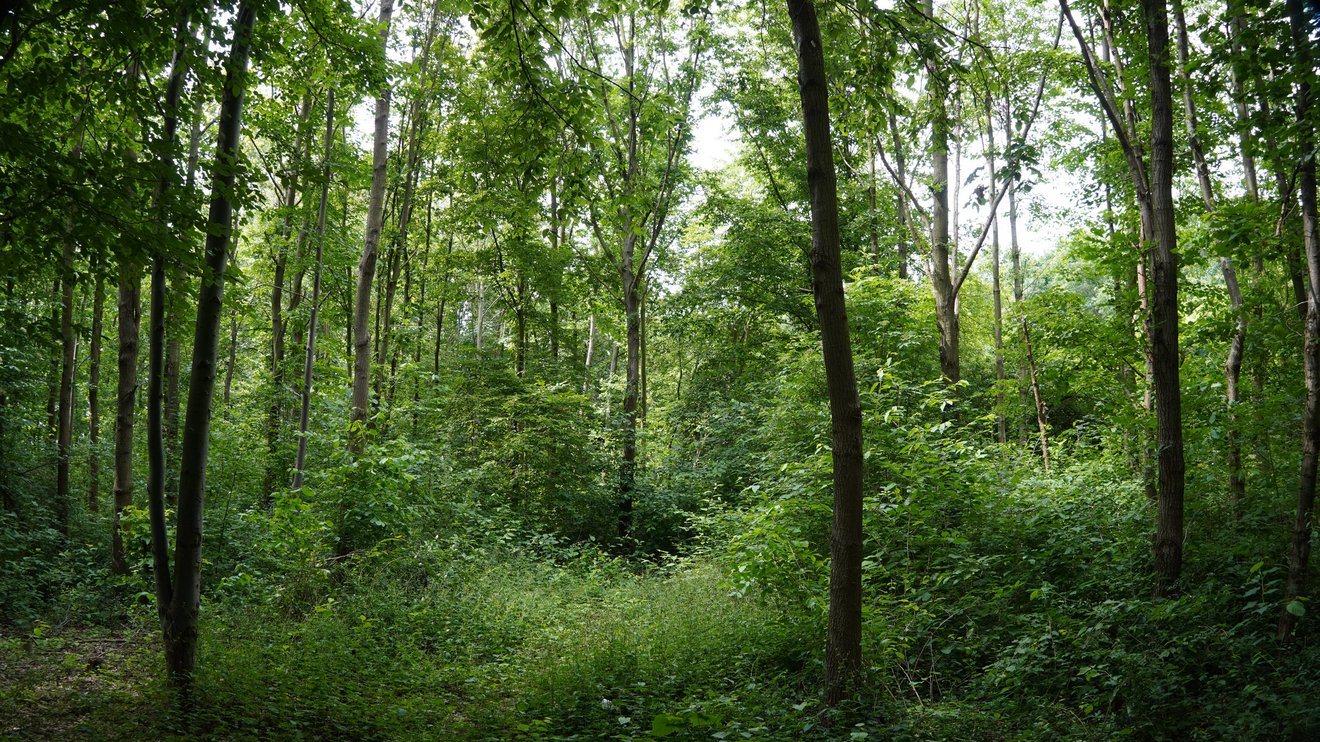 Ein Wald 25 Jahre nach der Pflanzung mit hohen Bäumen