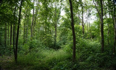 Ein Wald 25 Jahre nach der Pflanzung mit hohen Bäumen
