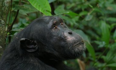 Ein großer Schimpanse sitzt im Kibale-Nationalpark in Uganda.