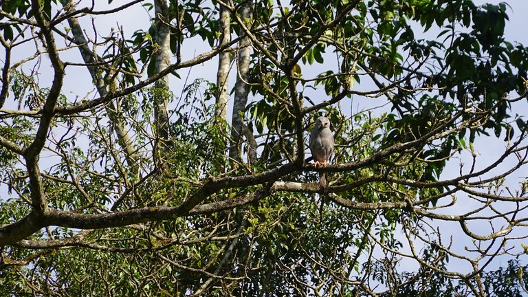 Ein Kuckuckshabicht im Kibale-Nationalpark