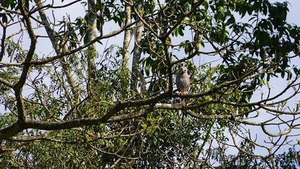 Ein Kuckuckshabicht im Kibale-Nationalpark 