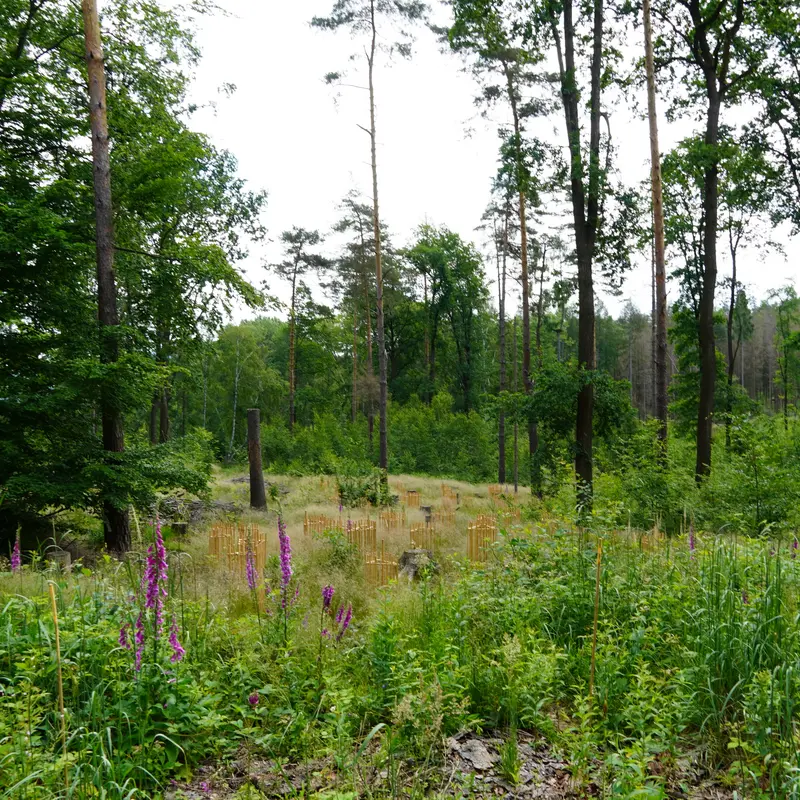 Junge und alte Bäume auf einer Wiederbewaldungsfläche.