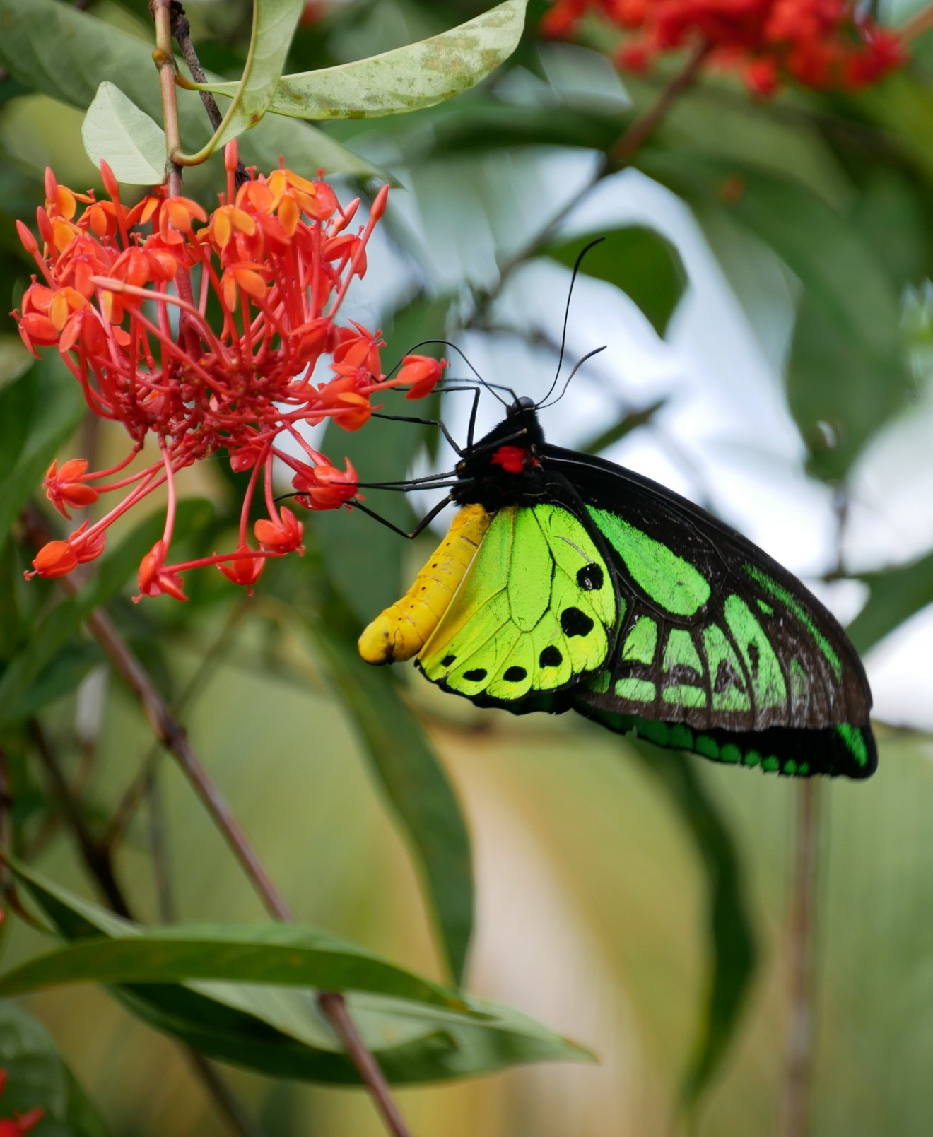 Gelb-grüner Schmetterling sitzt auf roter Blüte eines Busches. 
