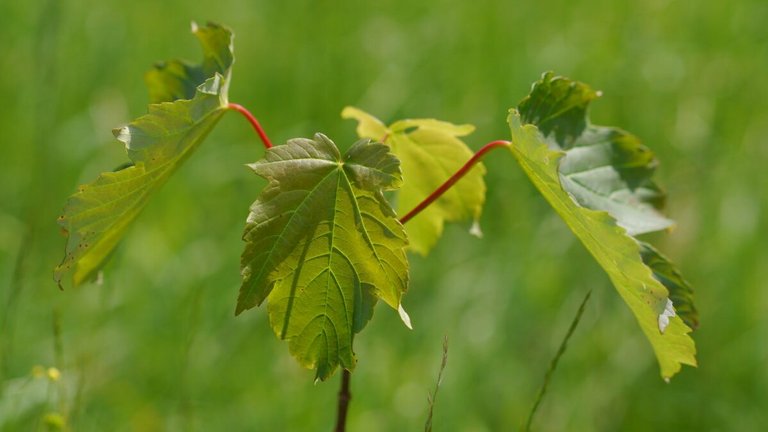 Baum-Setzlinge