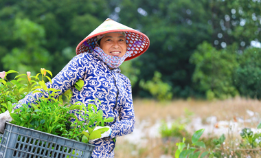 Person hält eine Kiste mit Baumsetzlingen