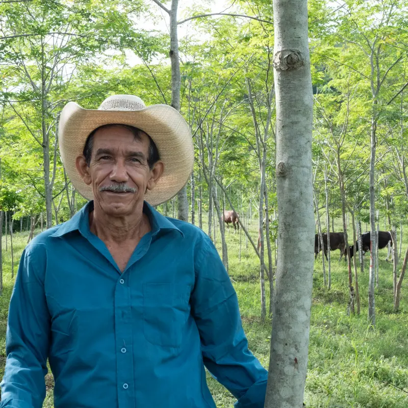 Mann steht in einem Wald, im Hintergrund grasen Kühe. 