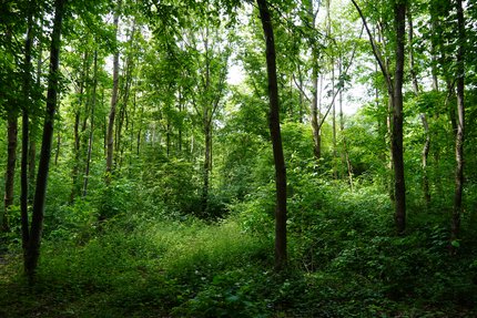 Blick in einen grünen deutschen Mischwald 