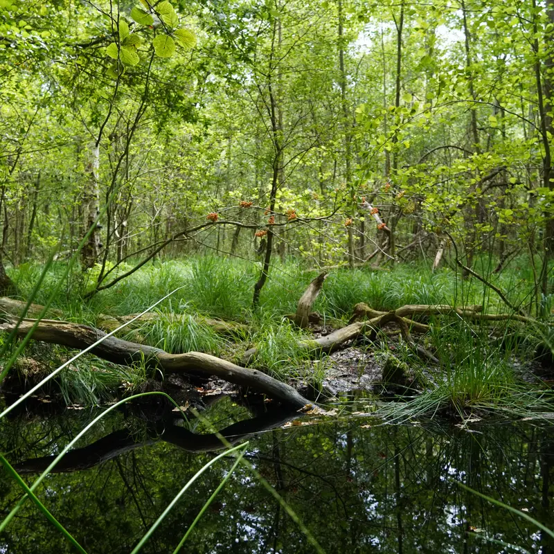 Waldlandschaft spiegelt sich im Wasser eines Sumpfgebiets