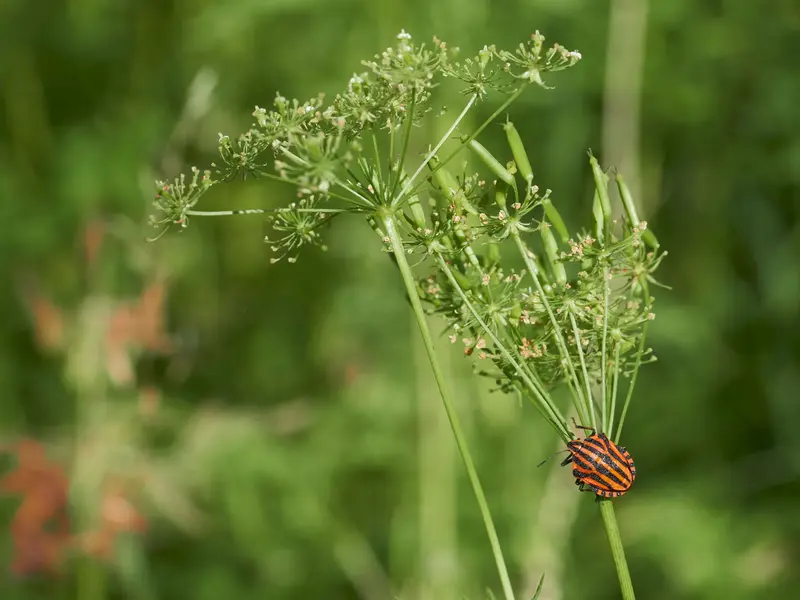 Biodiversität auf Wiesen und in Wäldern: Käfer auf Pflanze