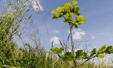 Ein Baumsetzling ragt vom unteren Bildrand nach oben