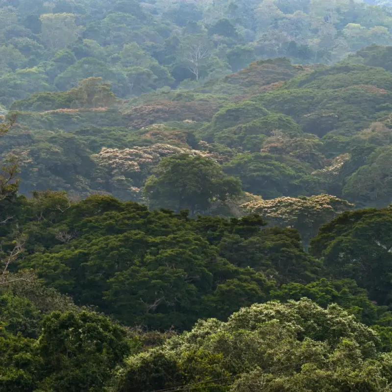 Blick über den Regenwald in Uganda