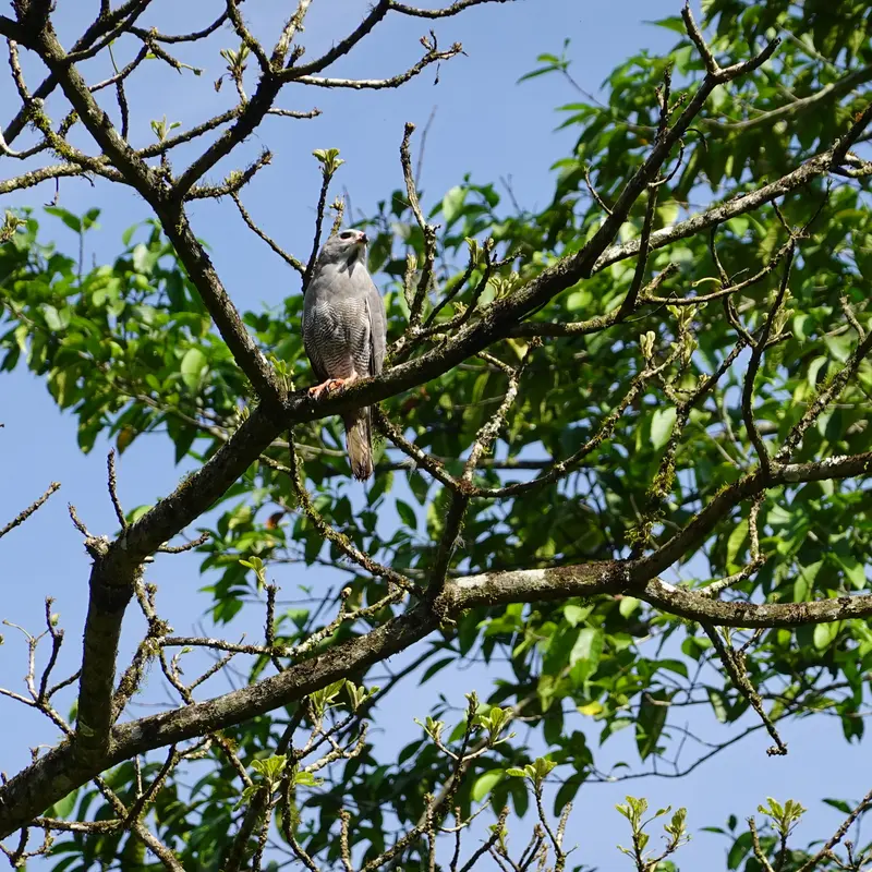 Ein Kuckuckshabicht im Kibale-Nationalpark