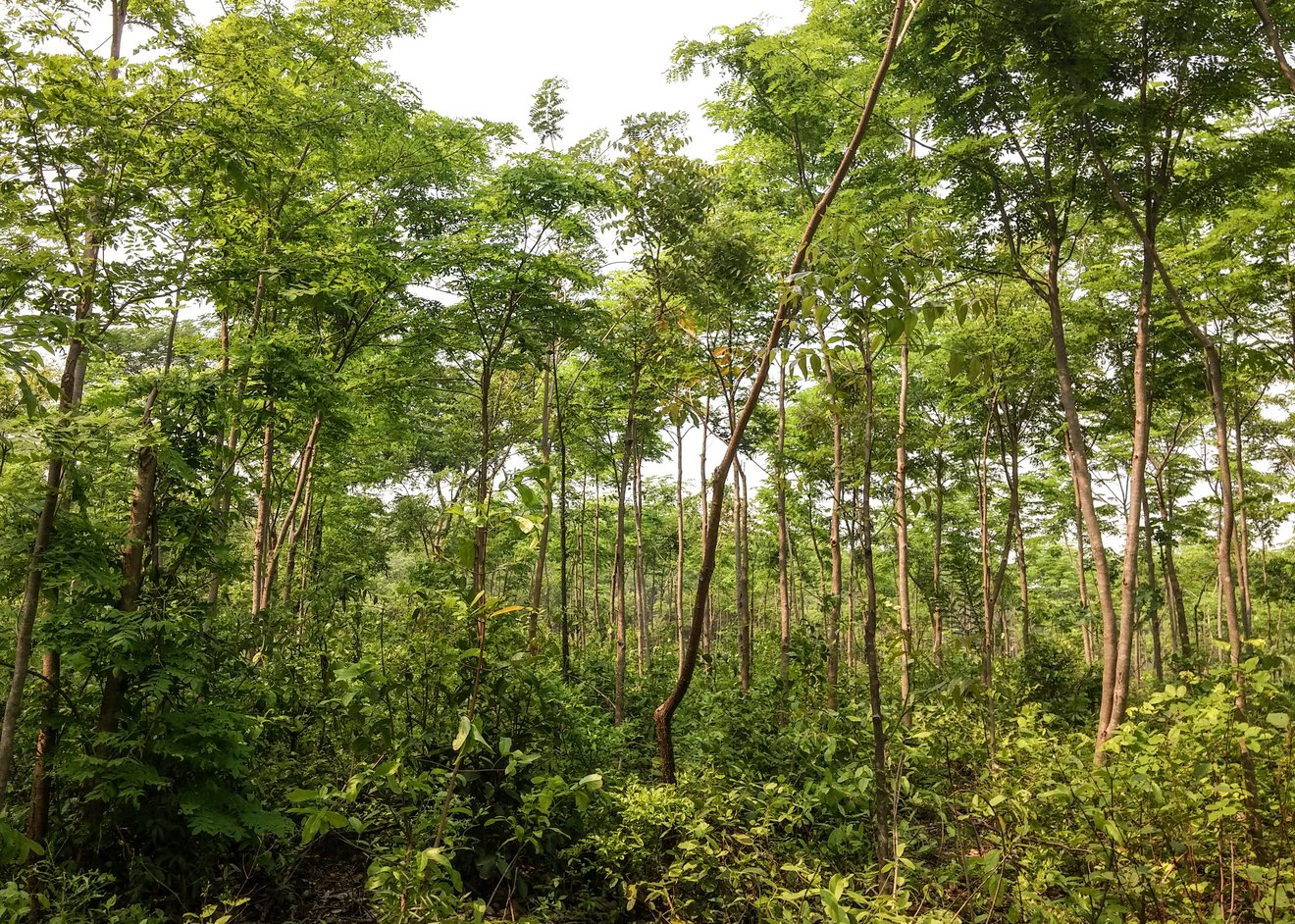 Blick in einen dicht bewachsenen Wald. 