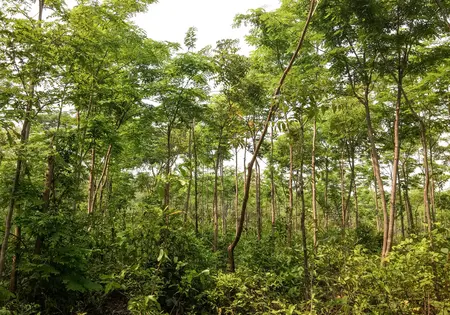 Blick in einen dicht bewachsenen Wald. 