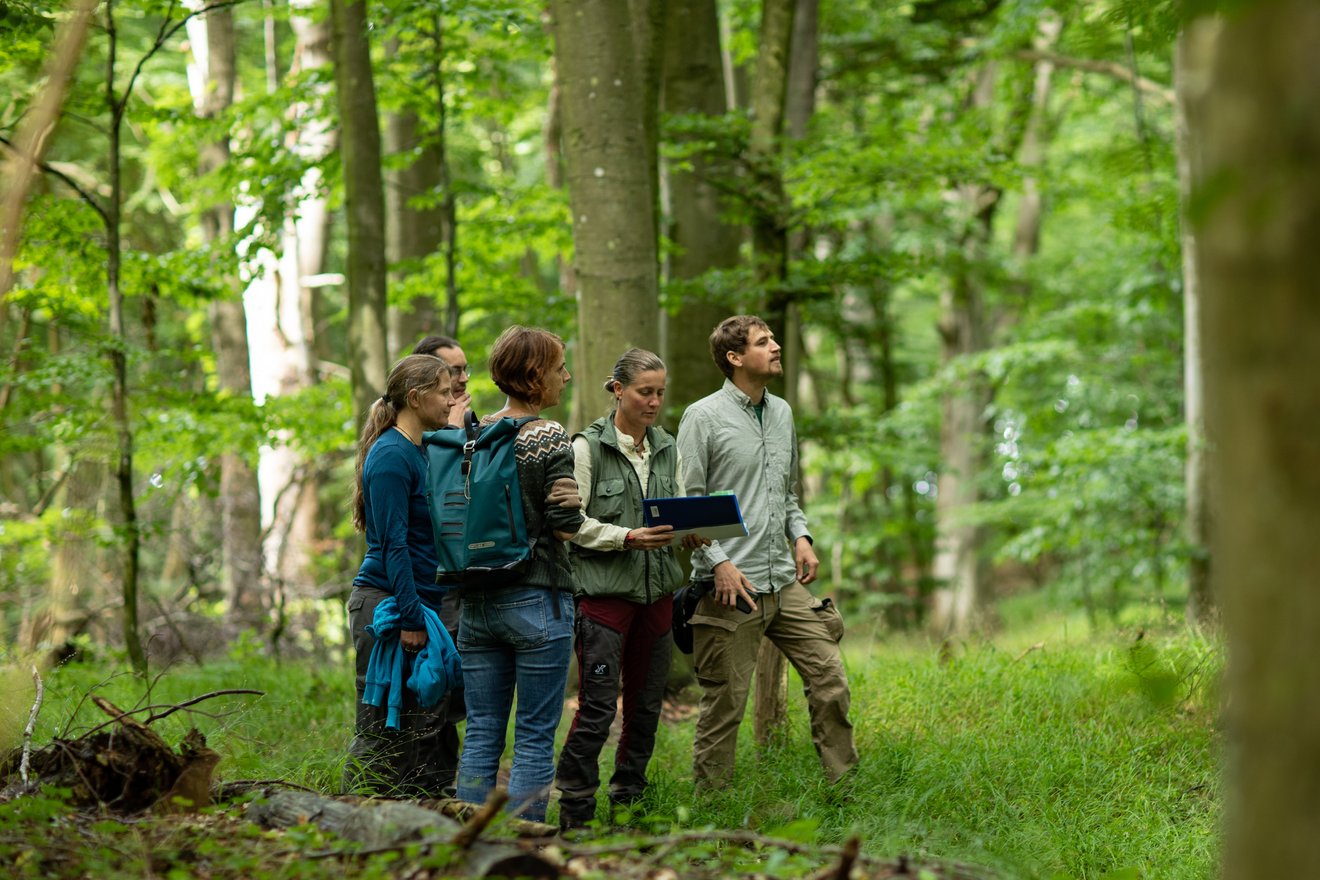 Menschen stehen im Wald und blicken auf Bäume.