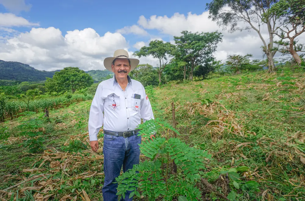 Person steht auf einer aufgeforsteten Fläche.