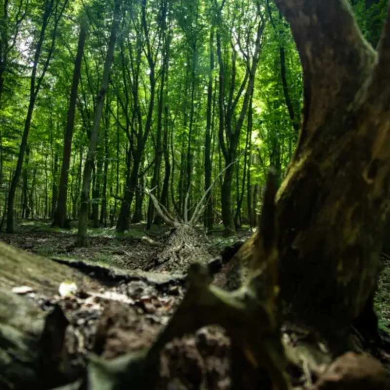 Wald