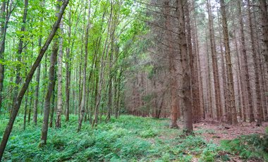 Mischwald und Monokultur im Vergleich - hier zeigen sich die Folgen des Verlusts von Biodiversität