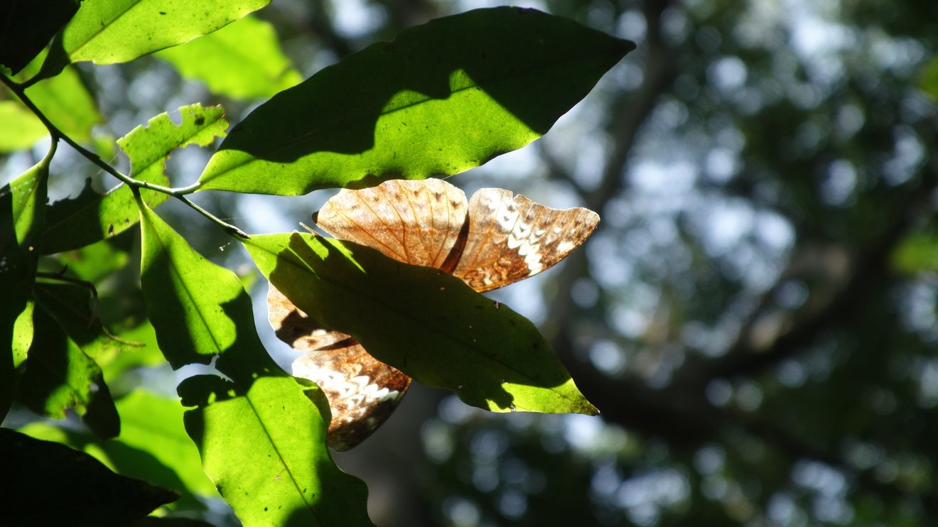 Ein hellbraun gemusterter Schmetterling sitzt auf einem Blatt.